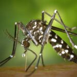 Refuerzan despliegue operativo para la prevención del dengue